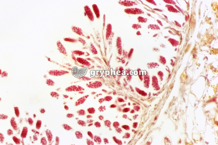 Fucus - anthéridies et anthérozoïdes dans un conceptacle mâle x100 - gryphea.com